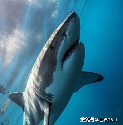 我是一头善变的狼：明尼苏达森林狼队徽演变史